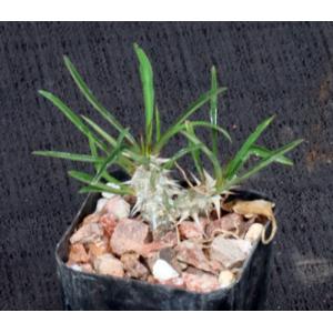 Euphorbia genoudiana 2-inch pots