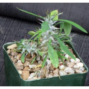 Euphorbia genoudiana 4-inch pots