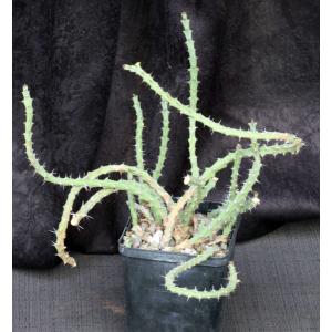 Euphorbia gillettii ssp. tenuoir 5-inch pots