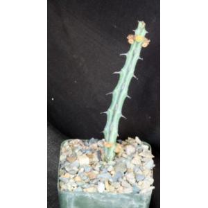 Euphorbia glochidiata 4-inch pots