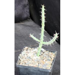 Euphorbia glochidiata 5-inch pots