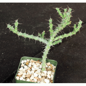 Euphorbia godana (L&N 13176) 4-inch pots