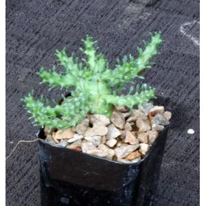 Euphorbia gorgonis (GM066) 2-inch pots
