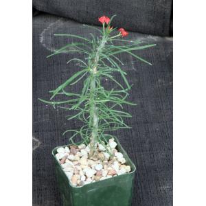 Euphorbia gottlebei 4-inch pots