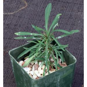 Euphorbia gottlebei 4-inch pots
