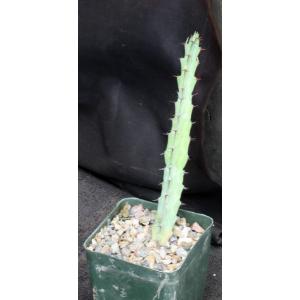 Euphorbia greenwayii ssp. breviaculeata 4-inch pots