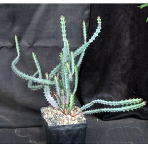 Euphorbia greenwayii one-gallon pots