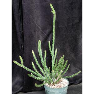 Euphorbia griseola ssp. griseola 8-inch pots