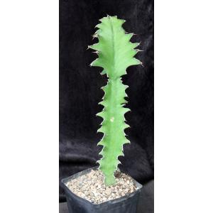 Euphorbia halipedicola one-gallon pots