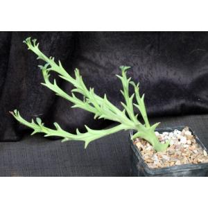 Euphorbia hamata 5-inch pots