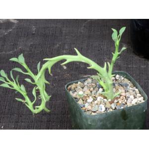 Euphorbia hamata 5-inch pots