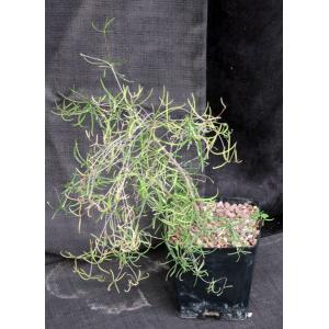 Euphorbia hedyotoides one-gallon pots