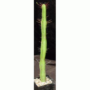 Euphorbia heptagona 5-inch pots