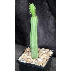 Euphorbia heptagona 5-inch pots