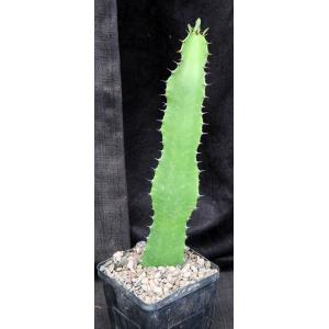 Euphorbia hermentiana (trigona) 5-inch pots