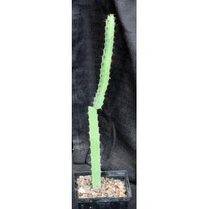 Euphorbia heterospina (Laikipia Plateau, Kenya) 5-inch pots
