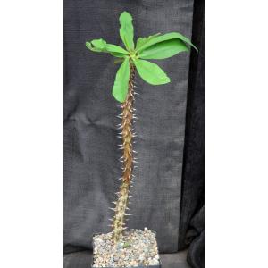 Euphorbia hislopii one-gallon pots
