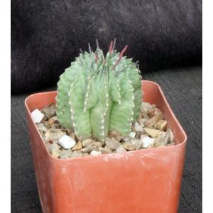 Euphorbia horrida var. major 4-inch pots