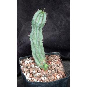 Euphorbia horrida var. striata one-gallon pots