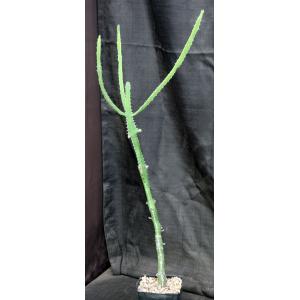 Euphorbia inarticulata one-gallon pots