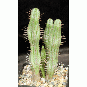 Euphorbia inconstantia one-gallon pots