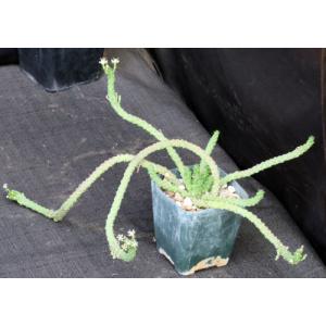 Euphorbia inermis var. inermis 4-inch pots