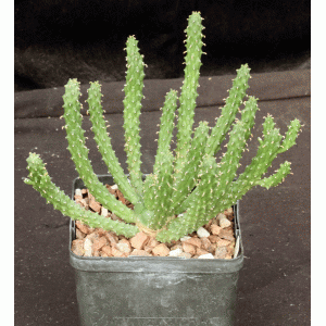 Euphorbia inermis var. inermis 5-inch pots