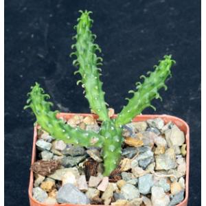 Euphorbia inermis var. huttonae 3-inch pots