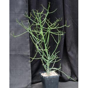 Euphorbia intisy one-gallon pots