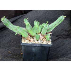 Euphorbia jansenvillensis 5-inch pots