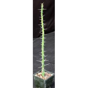 Euphorbia kalisana 3-inch pots