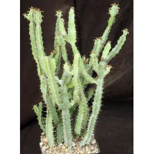 Euphorbia keithii one-gallon pots