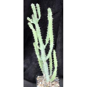Euphorbia keithii 5-inch pots