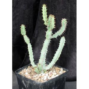 Euphorbia keithii one-gallon pots