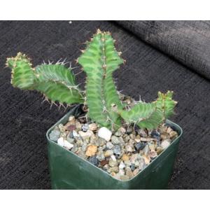 Euphorbia knobelii 4-inch pots