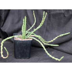 Euphorbia knuthii ssp. knuthii one-gallon pots