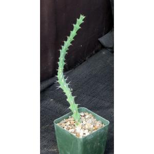 Euphorbia knuthii ssp. johnsonii 4-inch pots