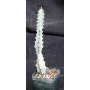 Euphorbia lactea White Ghost 4-inch pots