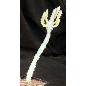 Euphorbia lactea White Ghost 5-inch pots