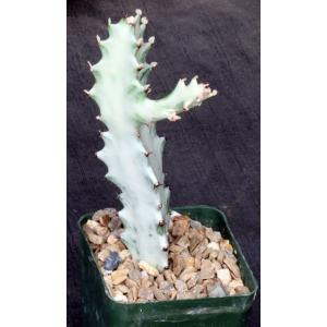 Euphorbia lactea White Ghost 4-inch pots
