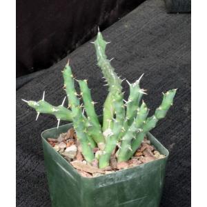 Euphorbia laikipiensis 4-inch pots