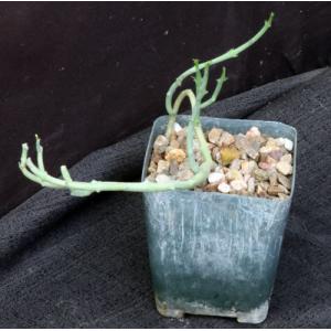 Euphorbia lavrani 4-inch pots