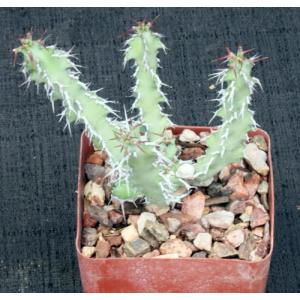 Euphorbia leontopoda (Carter 866) 4-inch pots