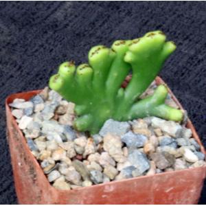 Euphorbia leucodendron (crest) 3-inch pots