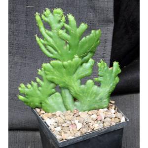 Euphorbia leucodendron (crest) 5-inch pots