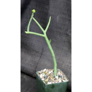 Euphorbia lignosa 4-inch pots