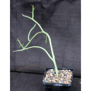 Euphorbia lignosa 5-inch pots