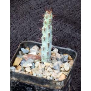 Euphorbia louwii 2-inch pots