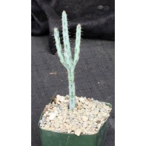 Euphorbia louwii 5-inch pots