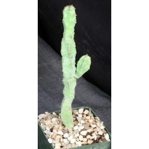 Euphorbia lyttoniana 5-inch pots